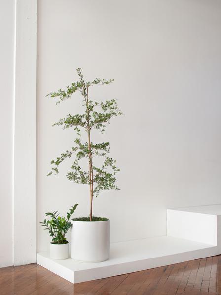 Black Olive Tree