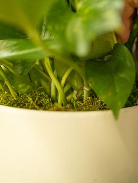 Preserved Forest Moss