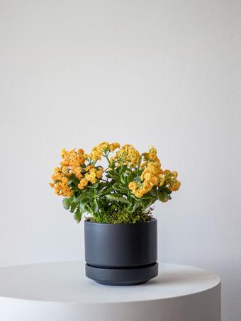 indoor plants picture