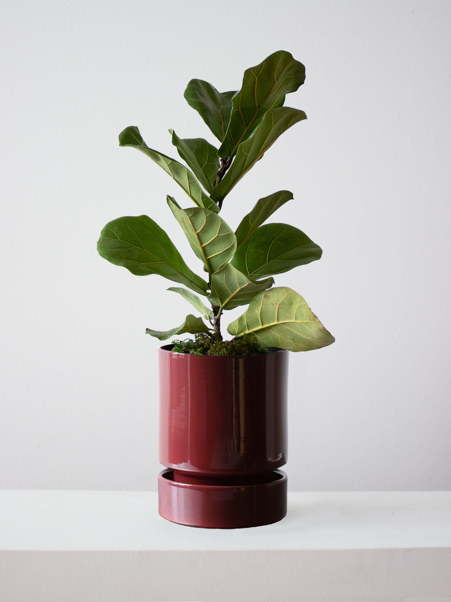 Fiddle Leaf Fig Plant