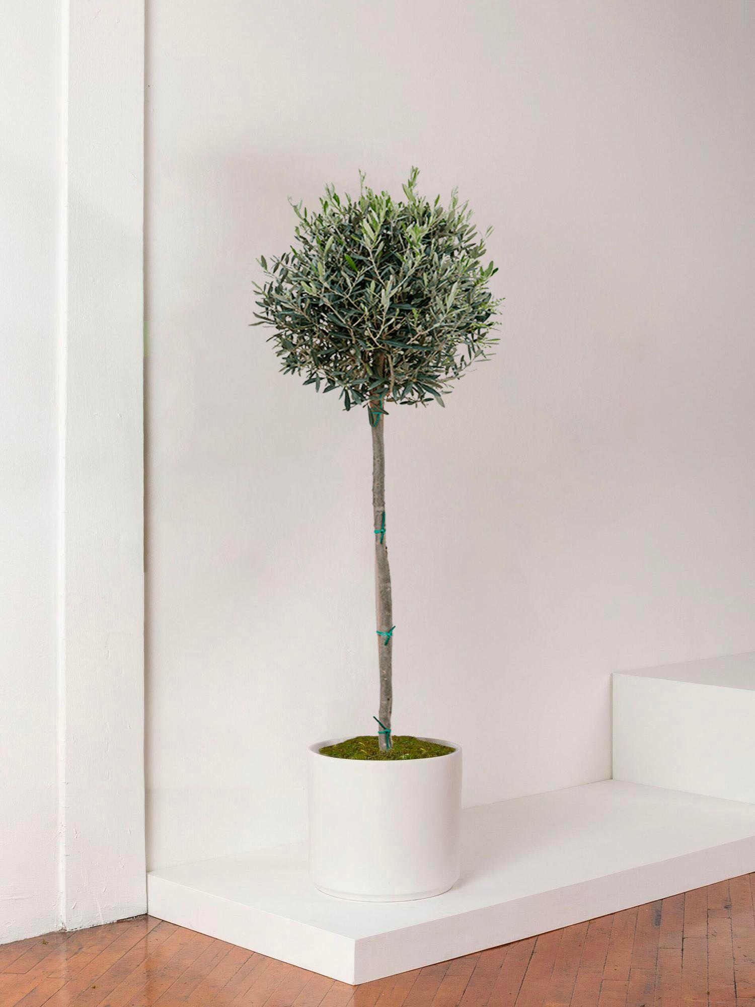 https://d3gkbidvk2xej.cloudfront.net/images/products/20bc77cf-ac26-462f-9a76-b108f1f964b5/s/olivier-xlarge-mid-century.jpeg