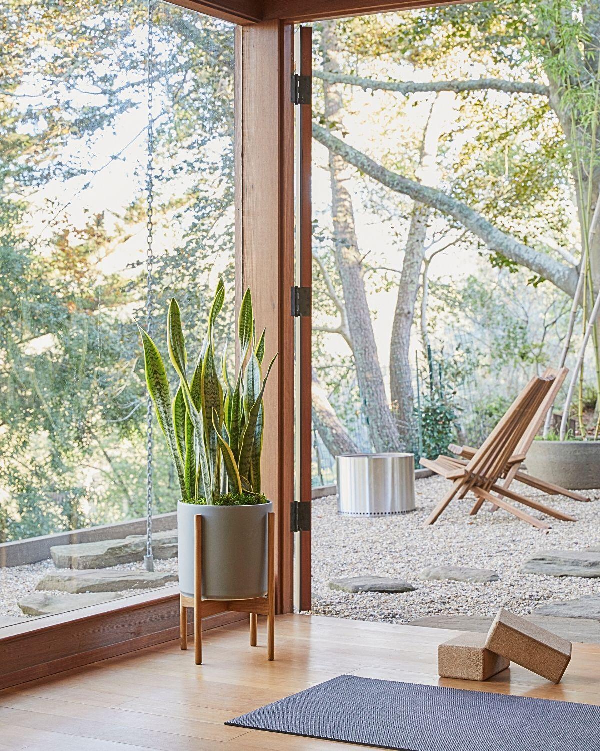 Snake Plant Laurentii