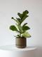 Fiddle Leaf Fig Plant