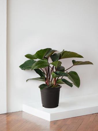 indoor plants picture