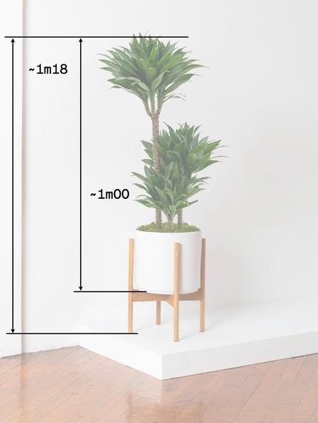 Dracaena Fragrans Compacta