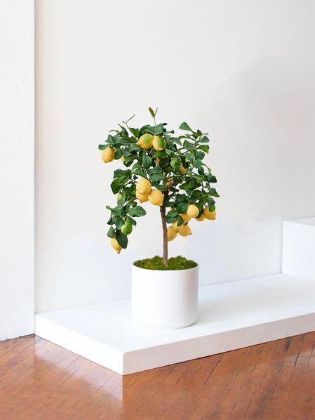Citronnier D'Appartement Citrus Limon En Pot 12 Cm - Plante Intérieur Parfumée, Hauteur 25-35 Cm, Gardeners Dream