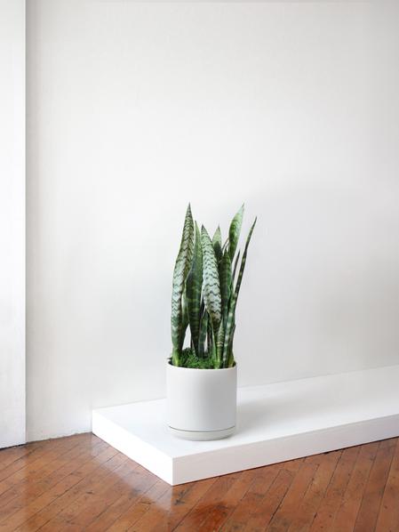 Black Coral Snake Plant