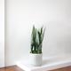 Black Coral Snake Plant