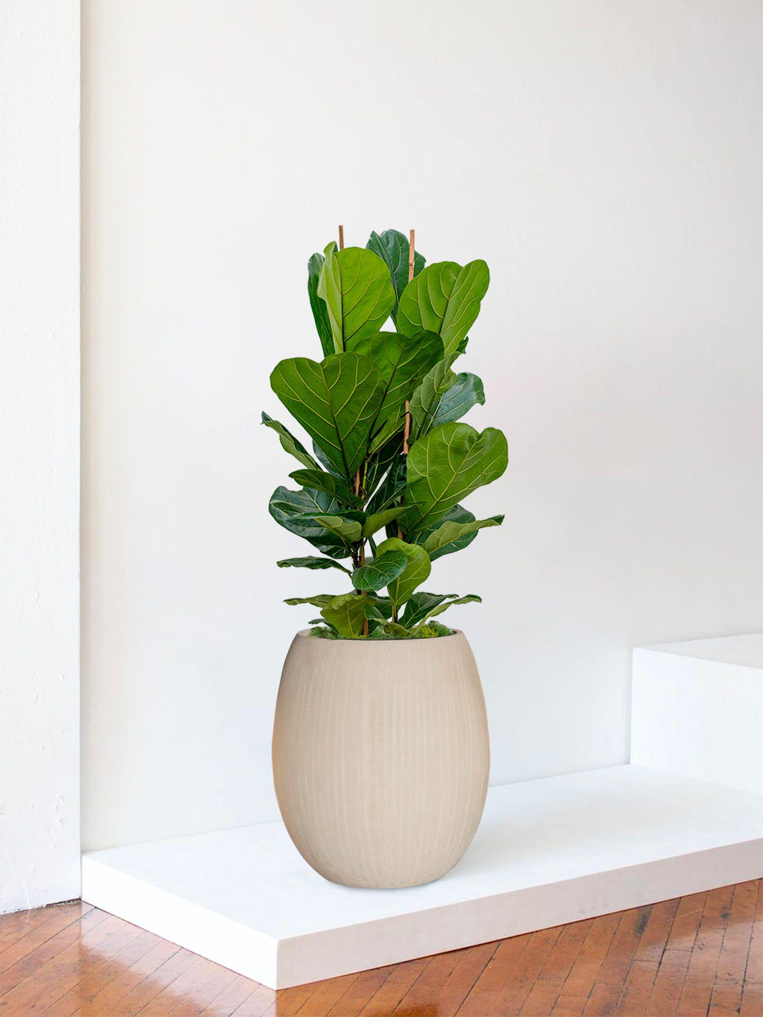 Ficus Lyrata Buisson