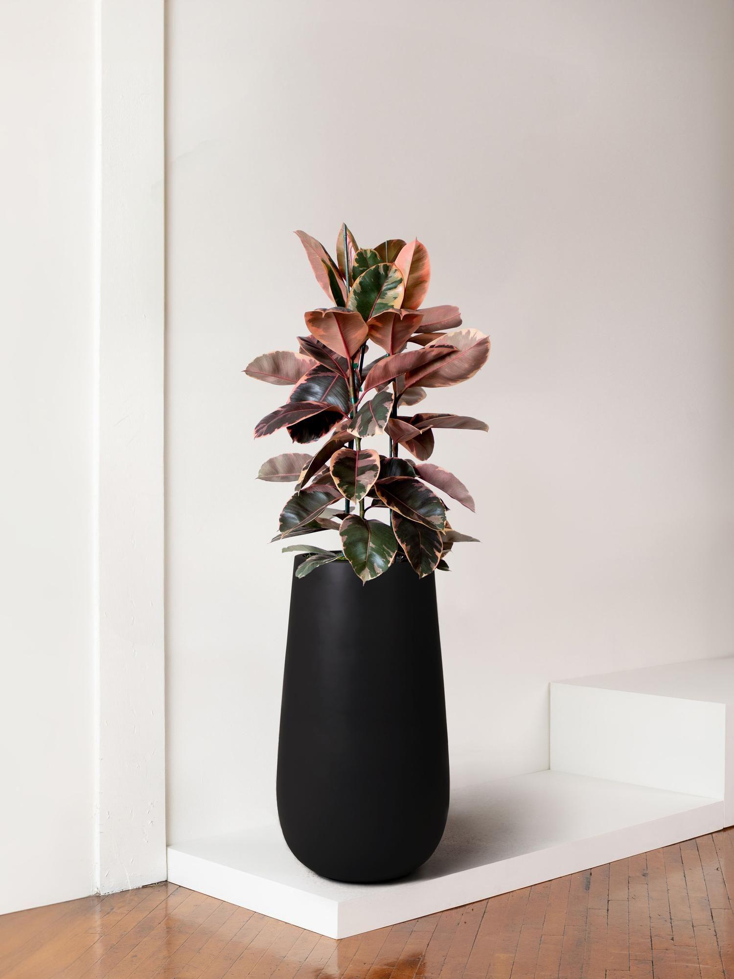 Ruby Rubber Tree