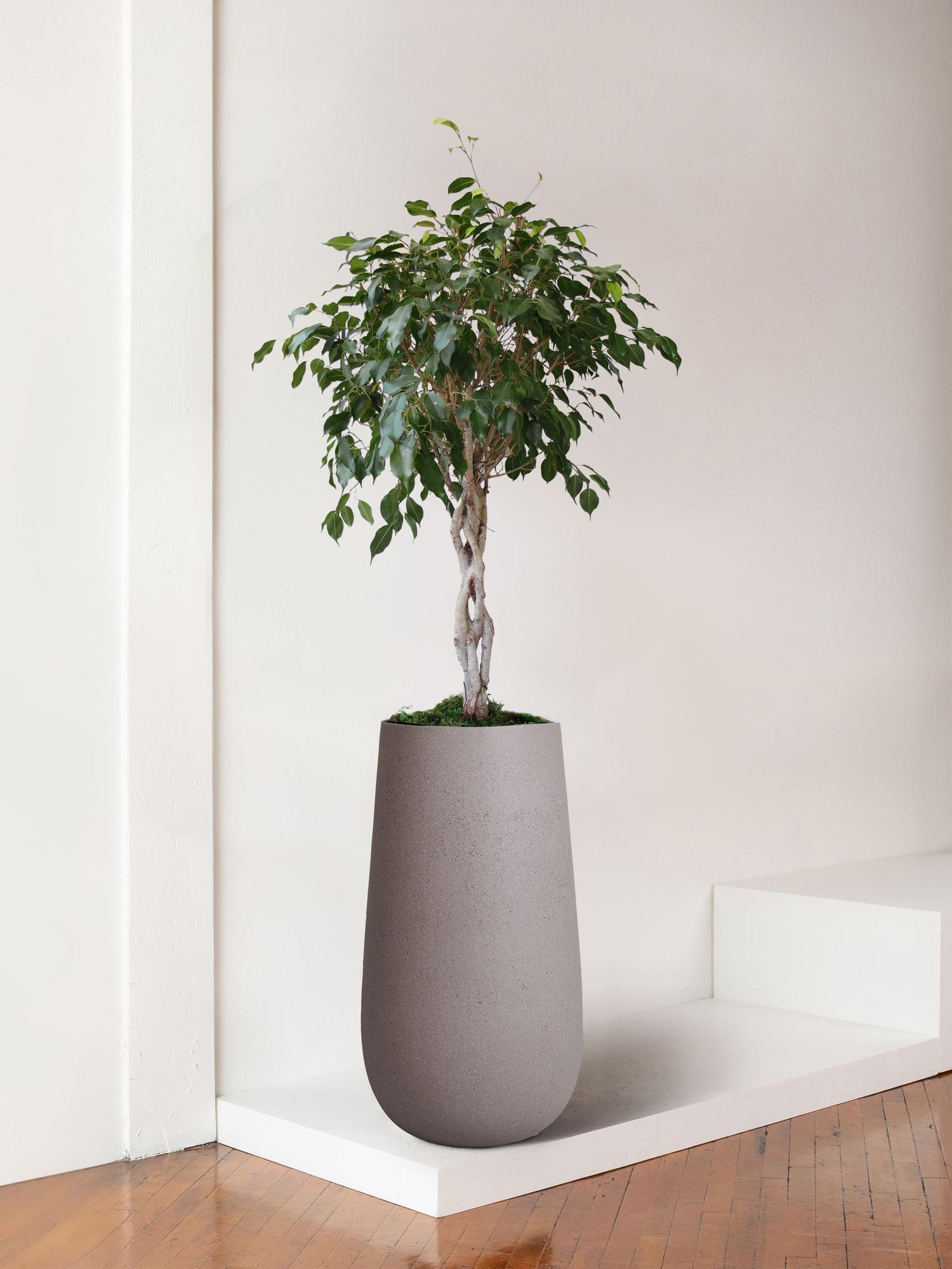 Ficus Benjamina
