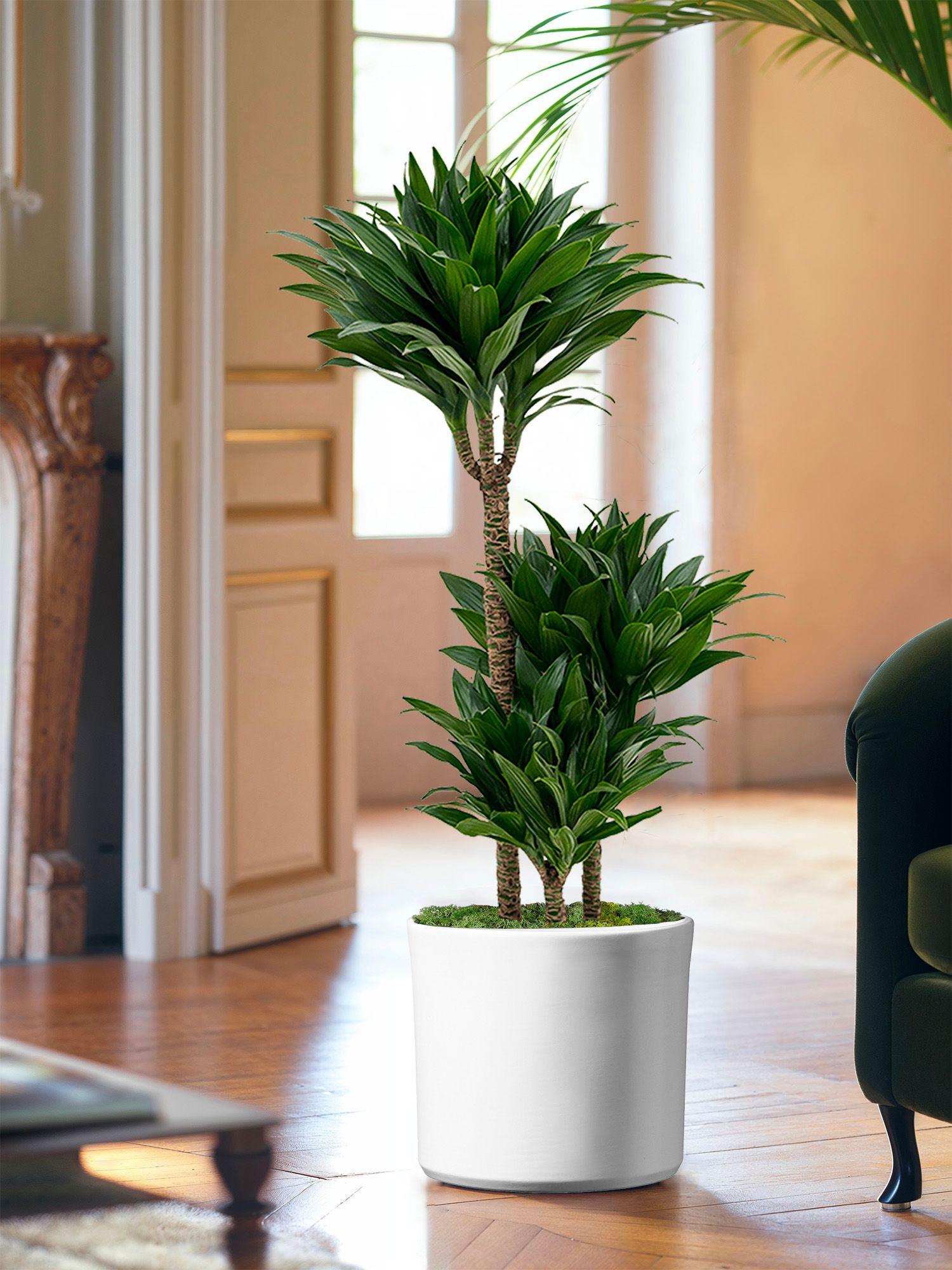 Vous n'avez pas du tout la main verte ? Découvrez notre sélection de plantes vertes en pot très faciles d’entretien qui ne nécessitent presque aucun effort de votre part ! Toutes nos plantes sont garanties 30 jours.