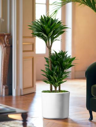 Pflegeleichte Pflanzen, die so einfach zu pflegen wie zu lieben sind.