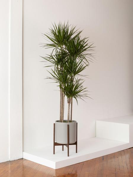 Dragon Tree