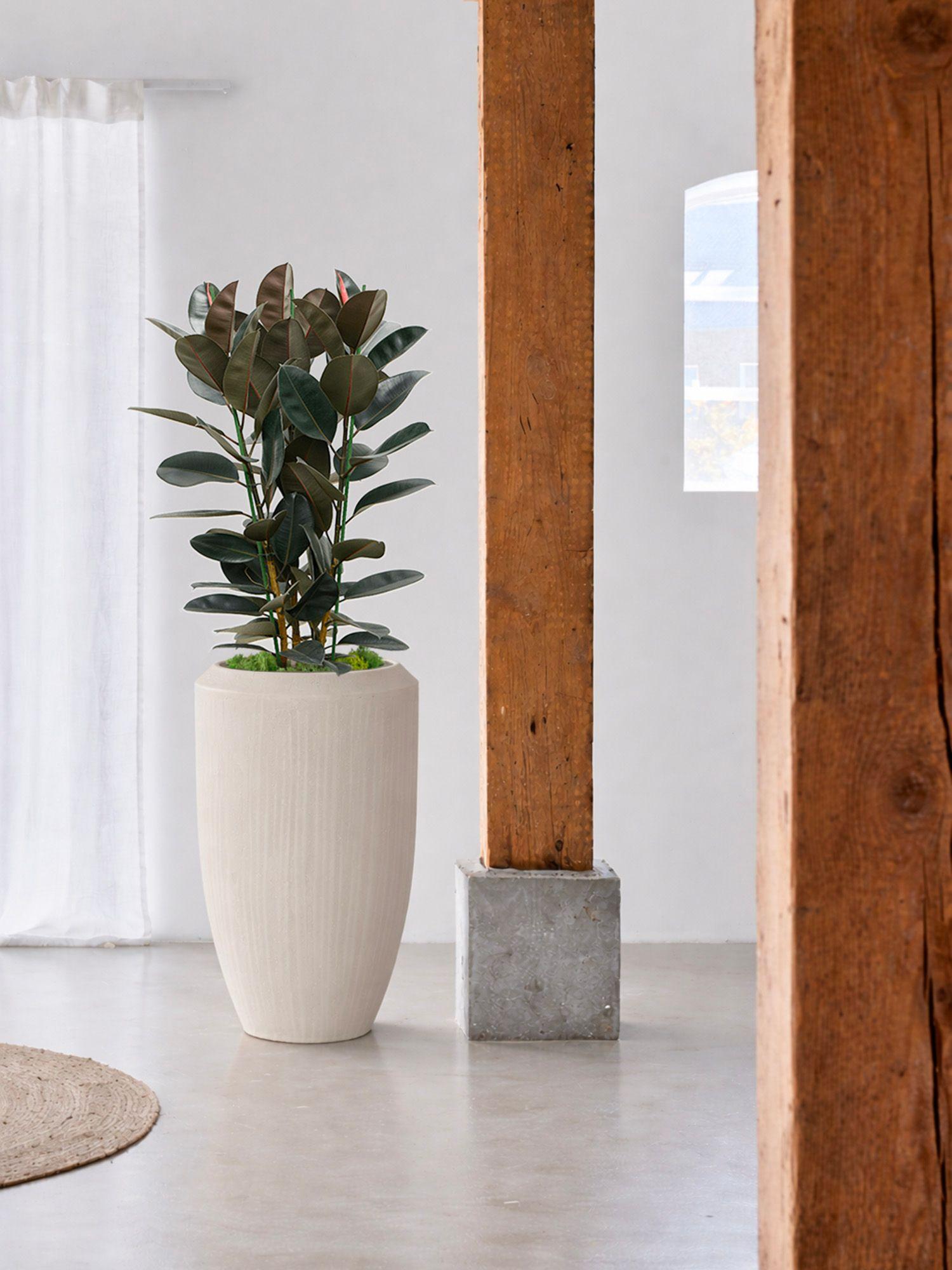 Ficus Elastica Abidjan