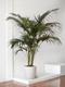 Kentia Palm