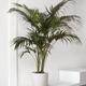 Kentia Palm
