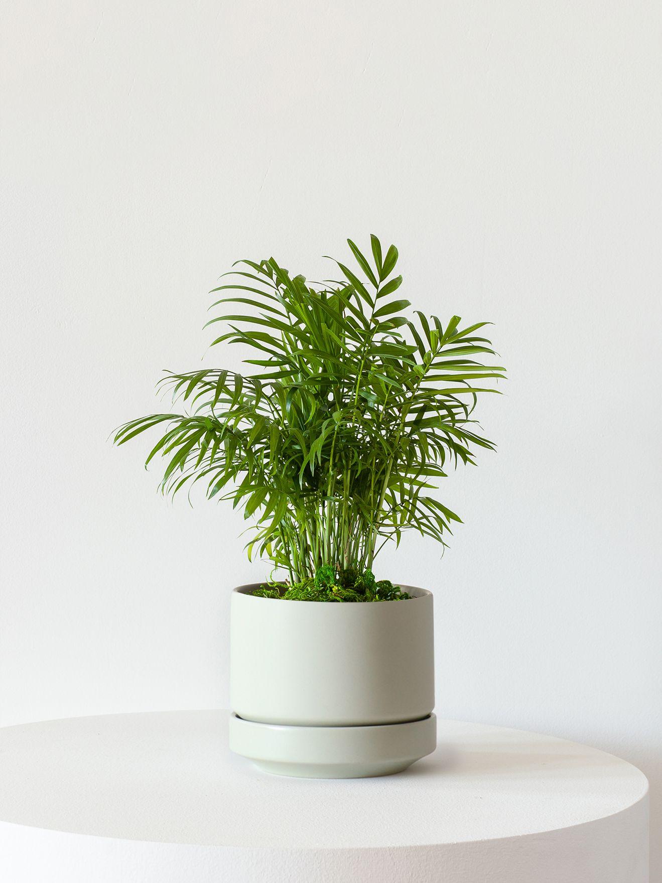 Parlor Palm - Mint Scandinavian Ceramic 