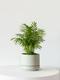 Parlor Palm