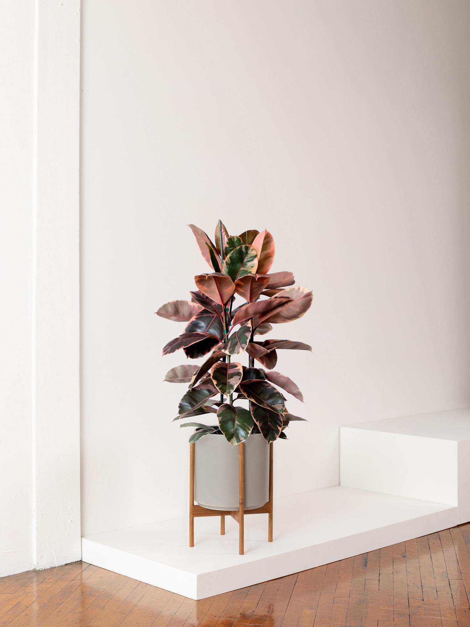 are zz plants easy to care for Zamioculcas | ZZ Plant | 8" Pot | Easy Care Houseplant