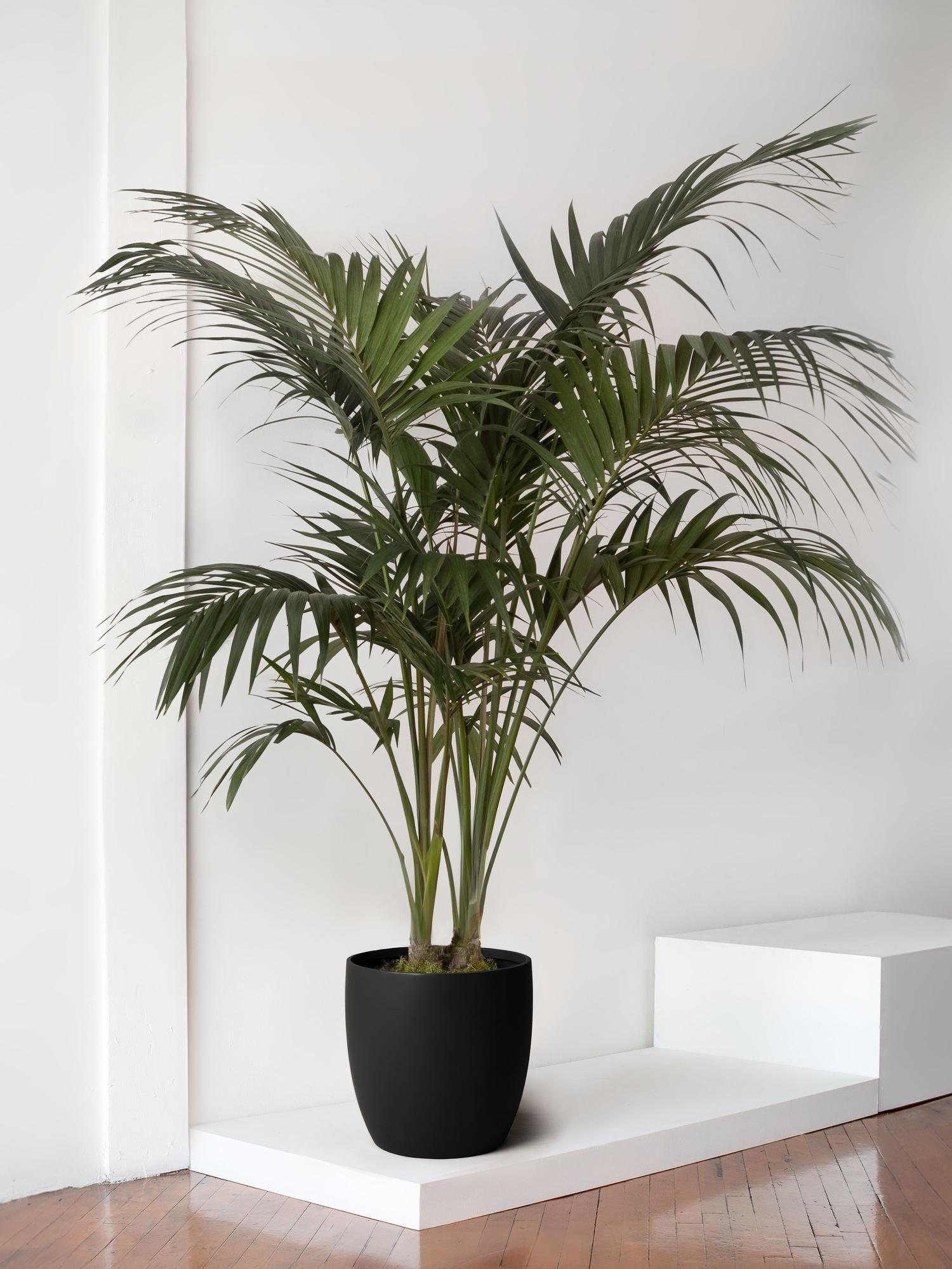 Kentia Palm