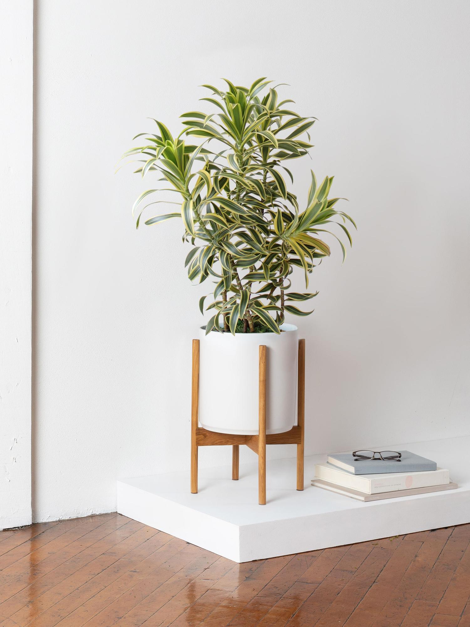 Dracaena Song of India