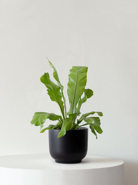 Bird's Nest Fern