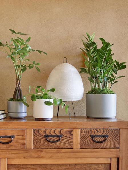 Pilea Peperomioides