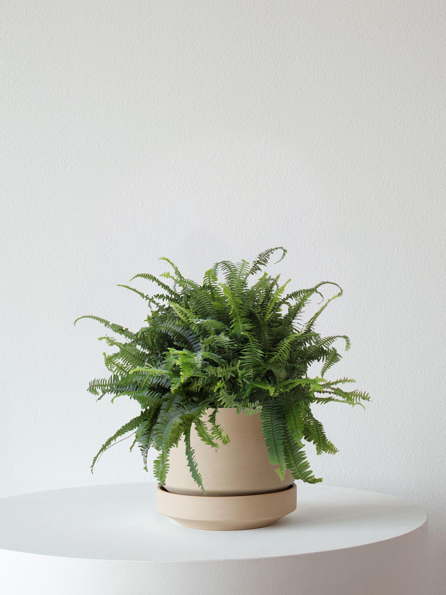 Boston Fern - Sand Scandinavian Ceramic 