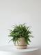 Boston Fern