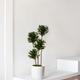 Dracaena Compacta