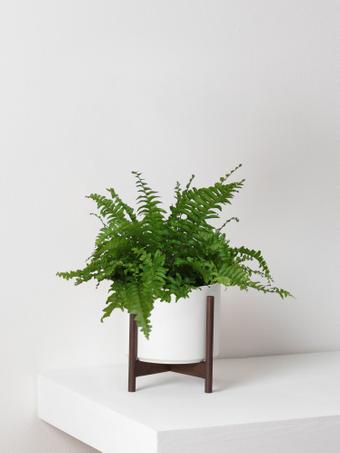 indoor plants picture