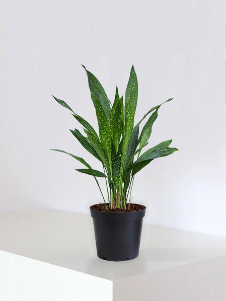 Aspidistra Elatior Milky Way