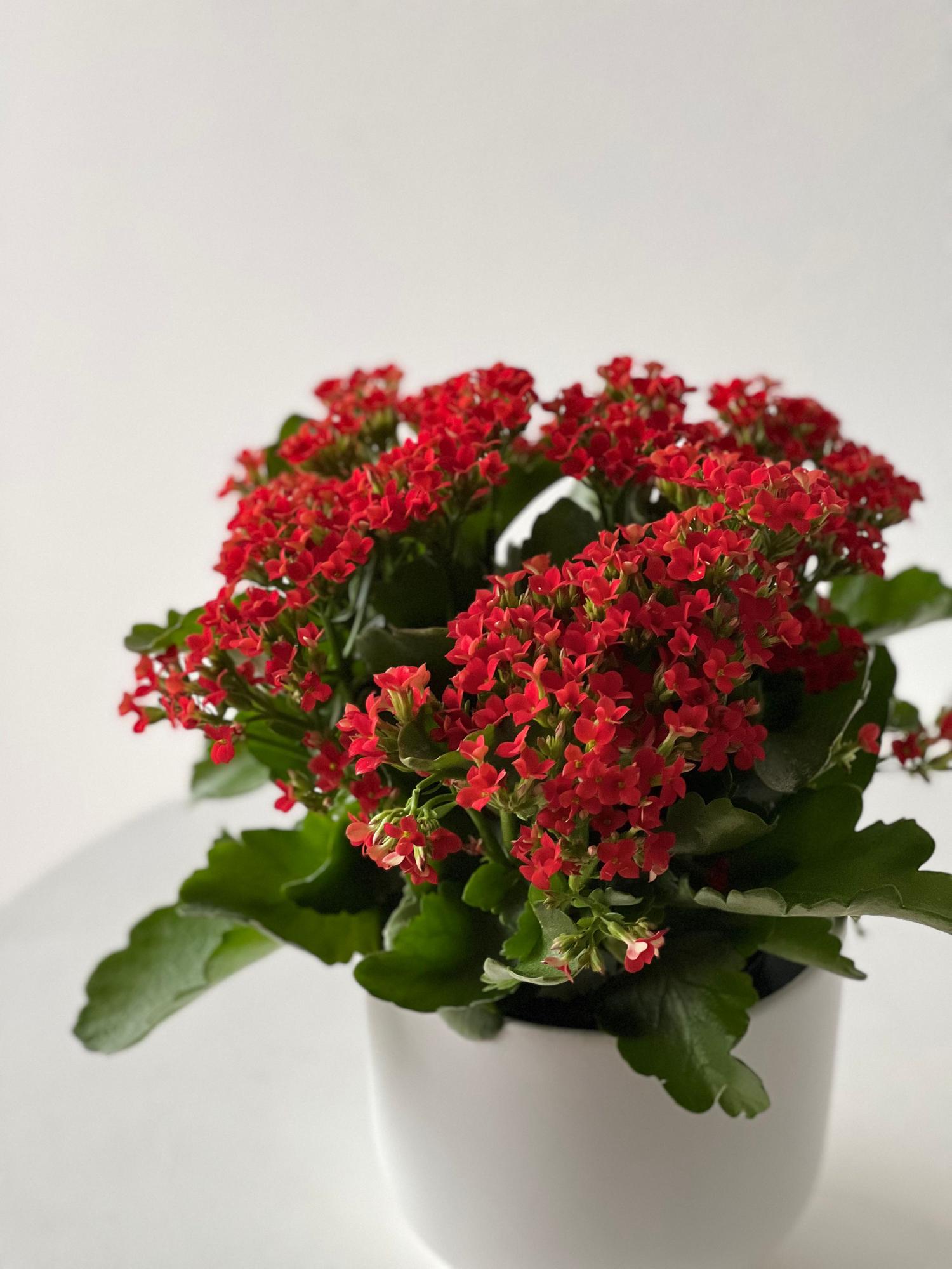 Candy Hearts Calandiva