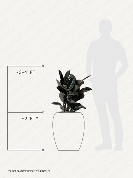 Rubber Tree