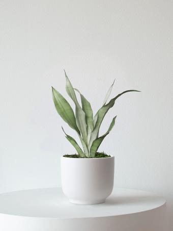 indoor plants picture