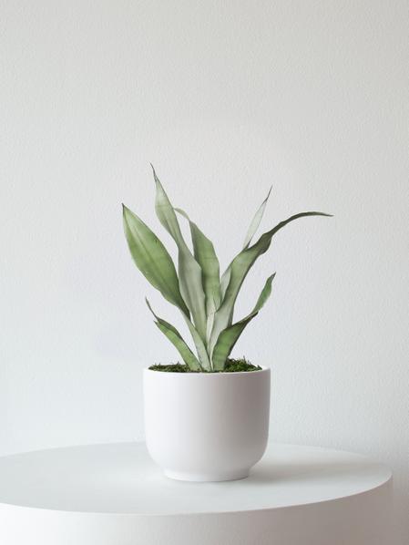 Moonshine Snake Plant