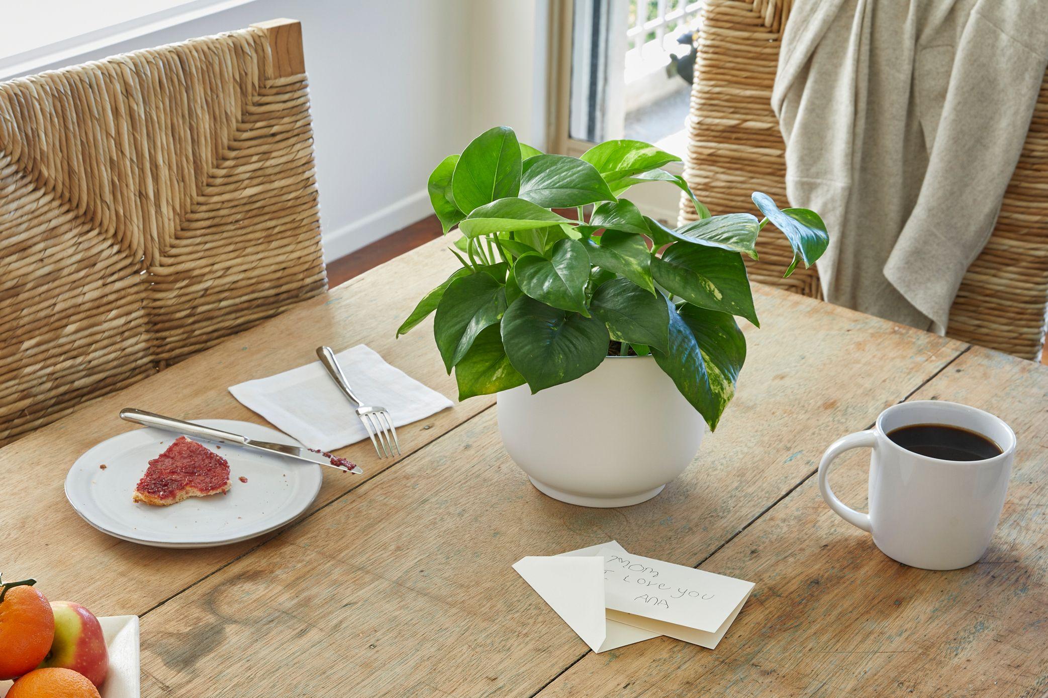 Nouvelle Bell - The Six