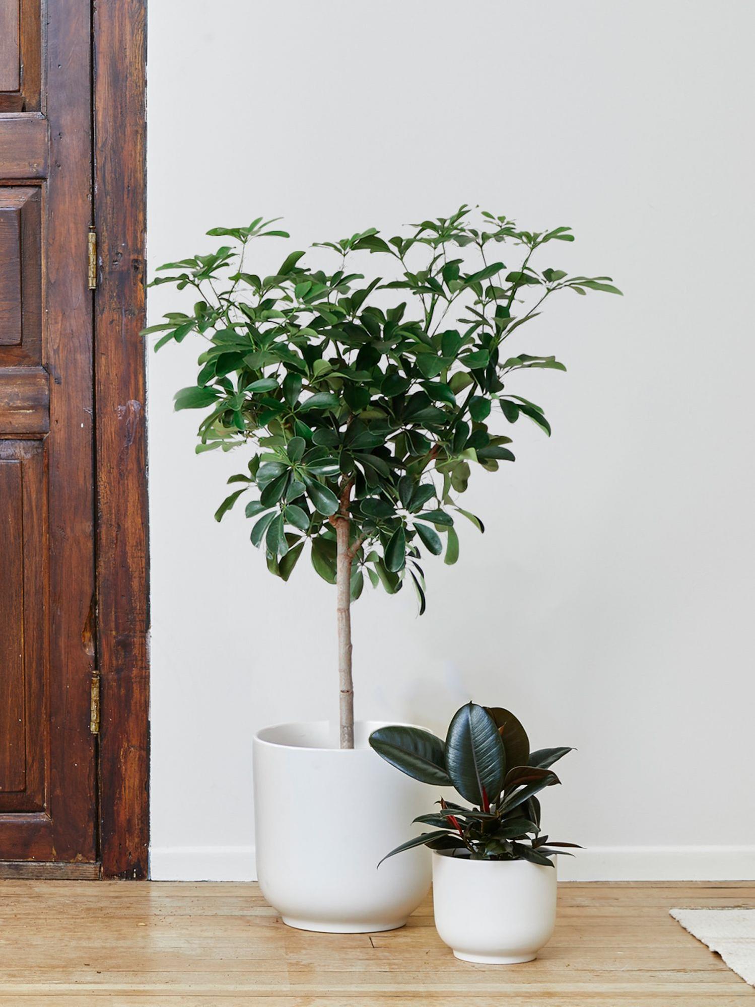 Schefflera Tree - Nouvelle