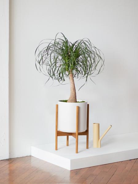Ponytail Palm