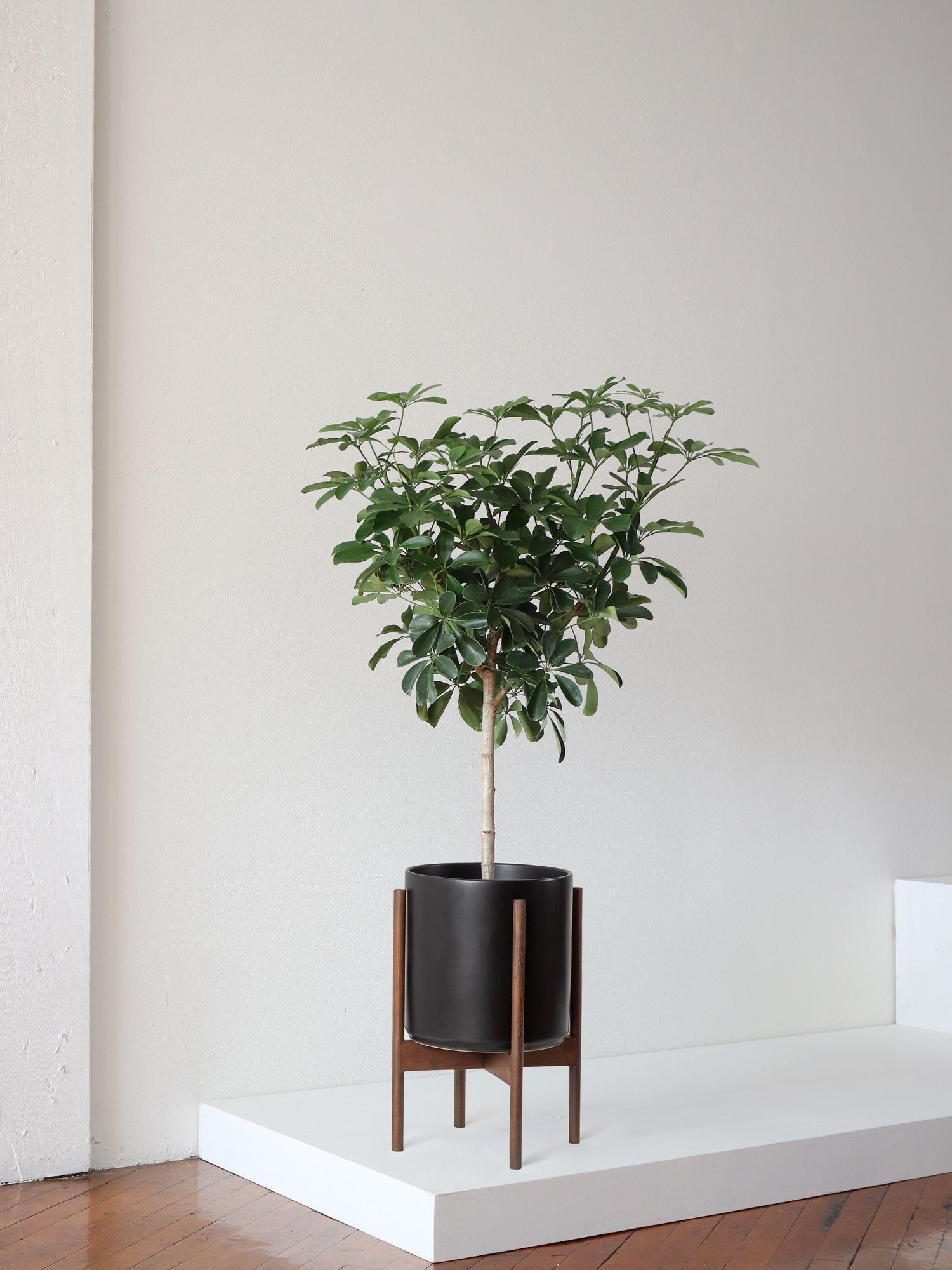 Schefflera Tree Large (3½ ft tall) – White Mid-Century Ceramic