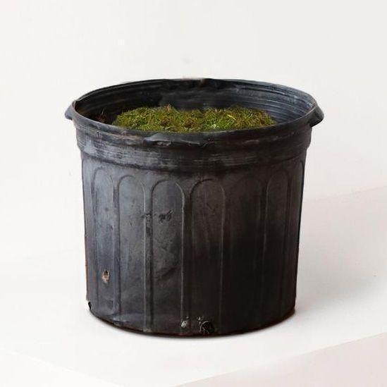 Jade Cactus With Nursery Pot Large 3 FT TALL – No Decorative Pot