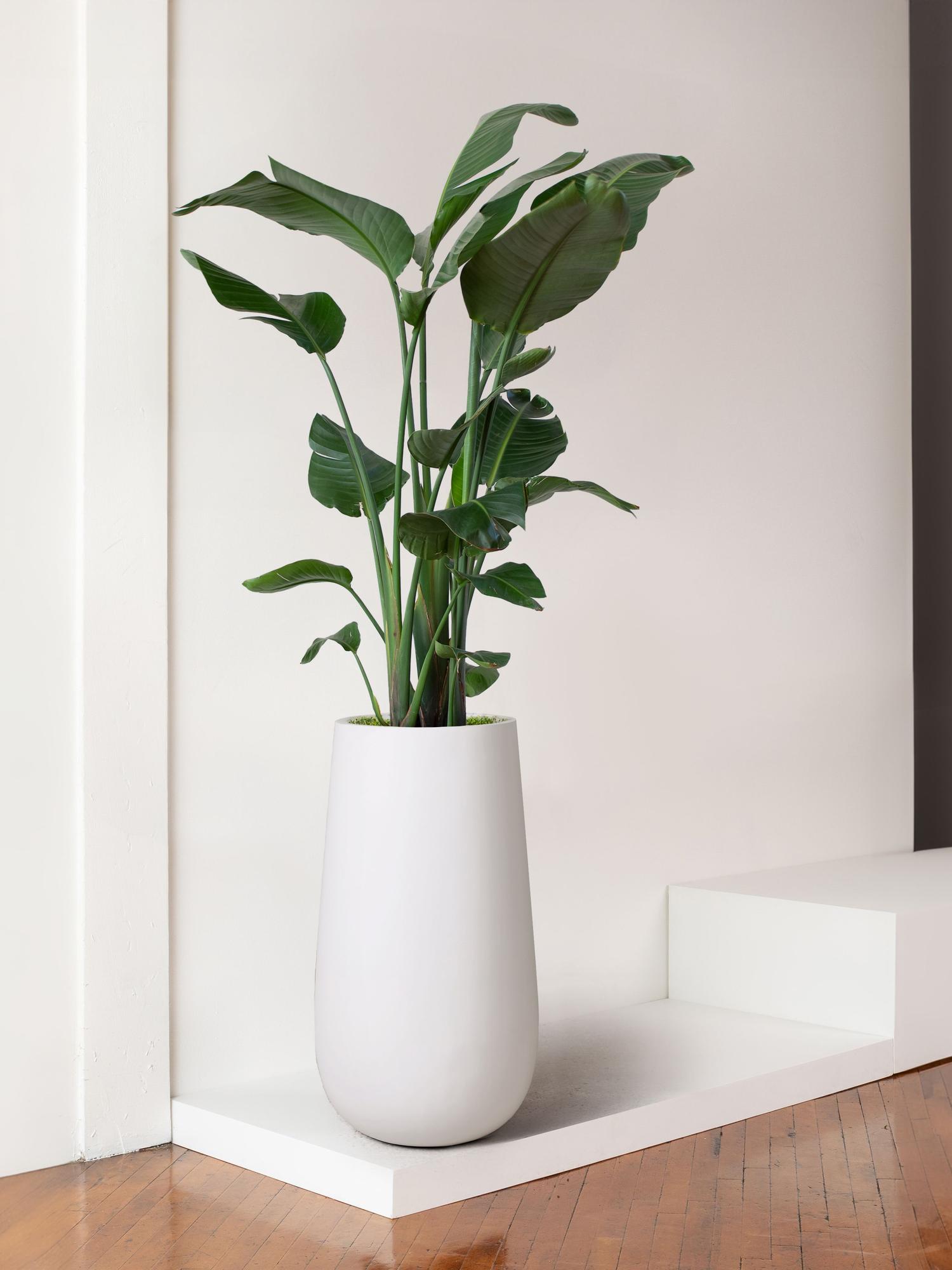 bird-of-paradise-extra-large-