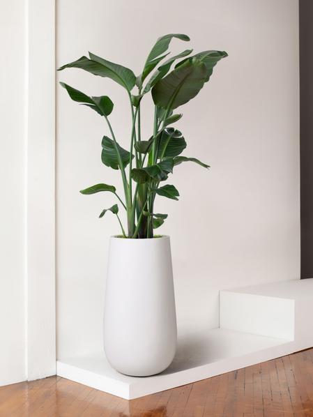 Bird of Paradise