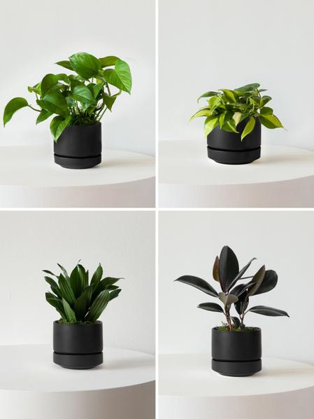 Easy Accents Plant Package