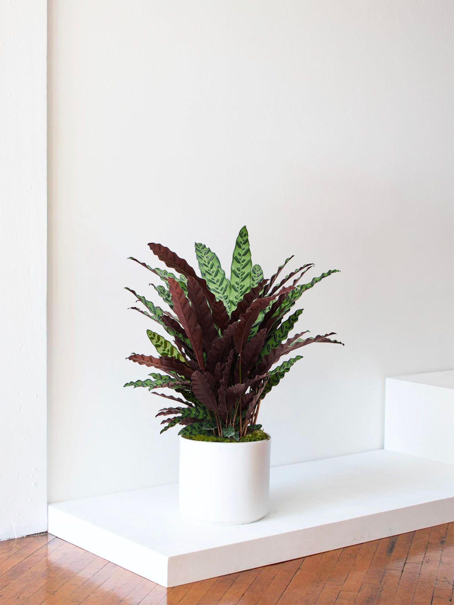Calathea Paon de Rio