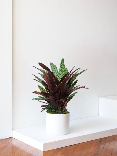 Calathea Paon de Rio