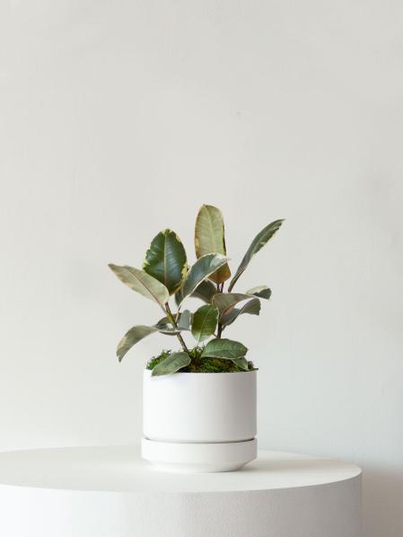 Tineke Rubber Plant
