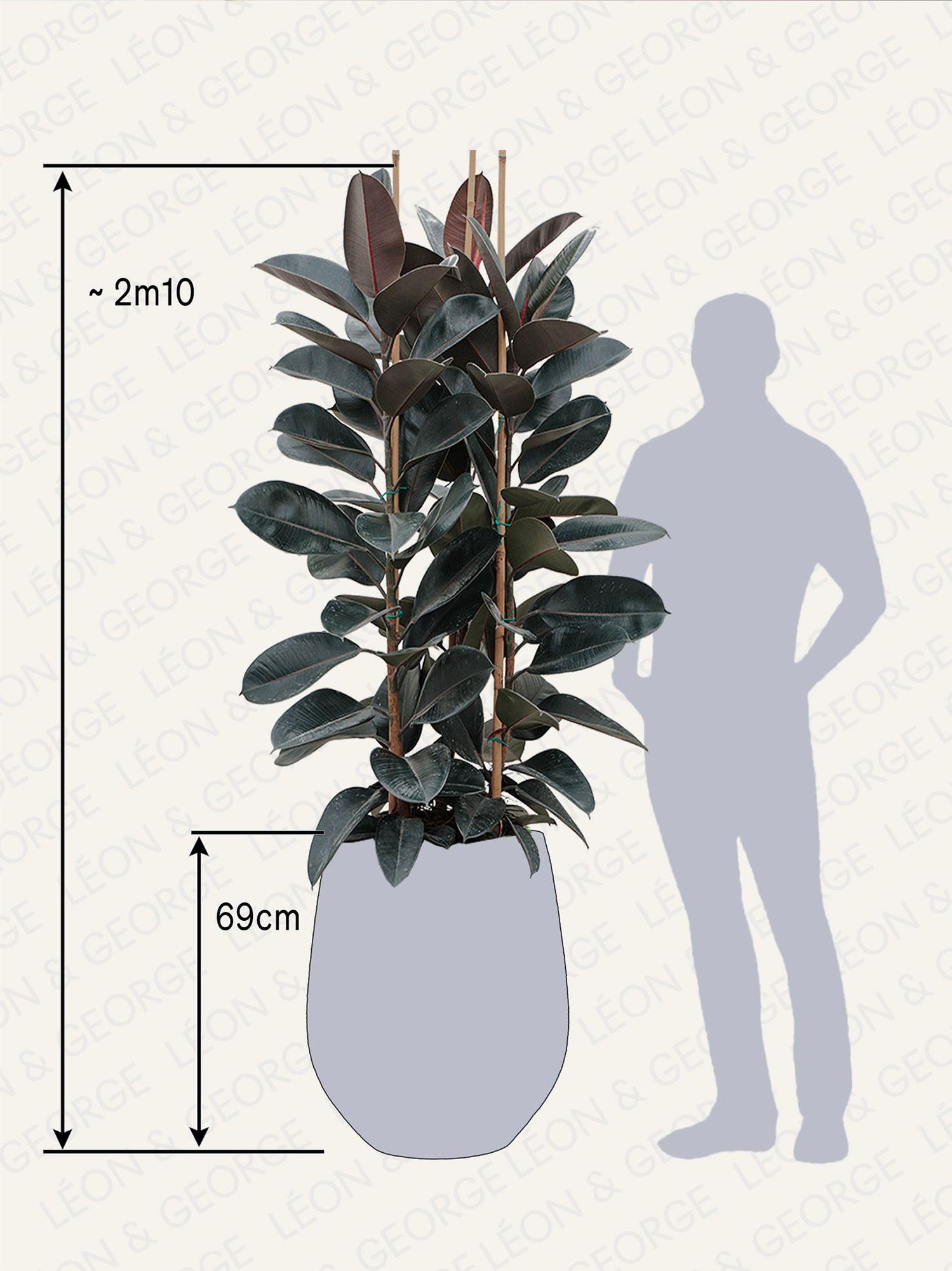 Ficus Elastica Abidjan