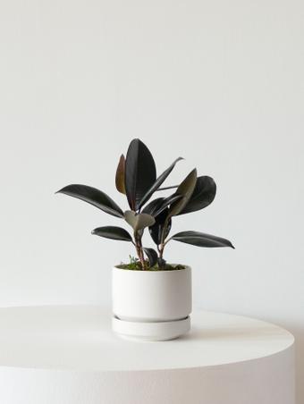 indoor plants picture